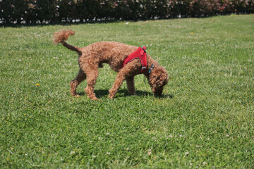 Dog exploring grassy area on a sunny day