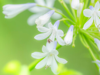 春から夏の公園や花壇を彩るアガパンサス（ムラサキクンシラン）のある風景。自然風景素材。
