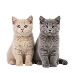 Two cute kittens sitting and looking at the camera isolated on transparent background