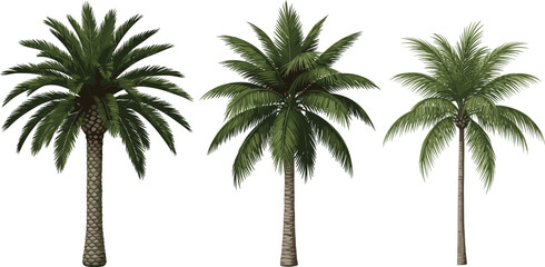  Realistic tropical palm trees collection, detailed botanical greenery set for design, summer jungle landscape elements, flat vector.eps © Creatives Selim