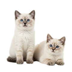 Two cute kittens with blue eyes, isolated on transparent background