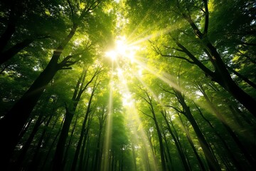 Obraz premium Sunbeams burst through lush green canopy in a vibrant forest. Ideal for nature, ecology, and environmental themes.