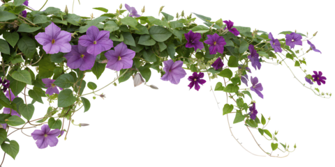 Trailing purple vine flowers with dense green leaves, ideal for garden decoration, landscaping visuals, or floral design backgrounds.
