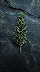 Evergreen branch on dark stone