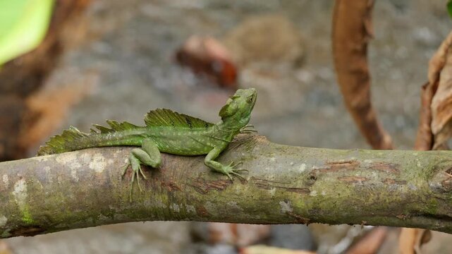 Green basilisk lizard resting on a tree branch in tropical forest