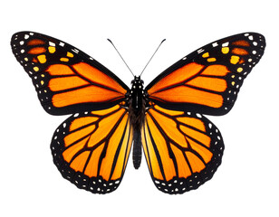 Fototapeta premium Realistic Monarch Butterfly with Open Wings, Top View, Isolated on Transparent Background