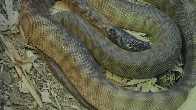 Giant python resting in natural habitat at wildlife park