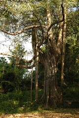 Obraz premium Sacred Balinese Tree with Twisting Roots and Branches in Soft Light