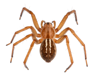 High-resolution Brown Recluse spider for scientific study, transparent background PNG