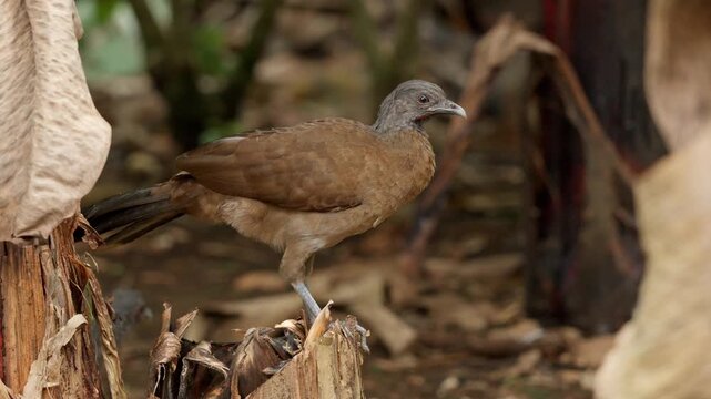 Gray-headed chachalaca bird standing on dry foliage in tropical forest