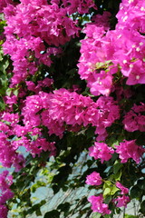 Fototapeta premium Delicate Pink Flowers of a Tropical Tree or Shrub