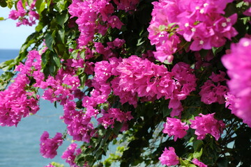 Obraz premium Delicate Pink Flowers of a Tropical Tree or Shrub