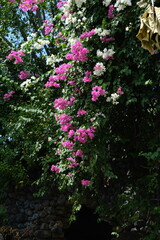 Delicate Pink Flowers of a Tropical Tree or Shrub