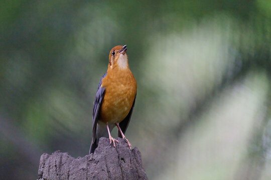 Orange-headed Thrush (Geokichla citrina) perched on a branch with soft blurred green background in Hong Kong. Vibrant orange-headed songbird with blue-gray wings in natural habitat.