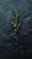 Fresh thyme sprig on dark stone