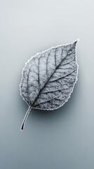 Frost covered leaf macro