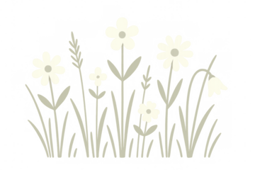Minimalist vector illustration of white wildflowers growing in a field of green grass, isolated on a transparent background