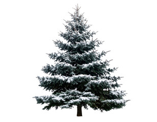 Fototapeta premium Silhouette of a Snow-Covered Pine Tree in Christmas Shape, Side View, Isolated