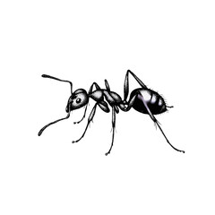 Vector art of ant insect isolated on white background