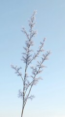 Frosted plant stem against blue sky