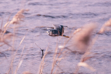 Great blue heron in flight above the water with dry reeds in the foreground, Lake Colac, Victoria, Australia