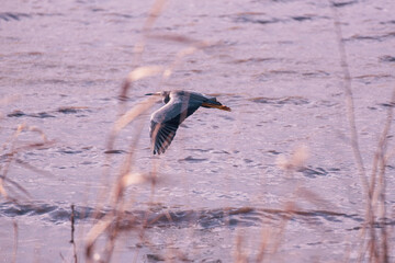 Great blue heron in flight above the water with dry reeds in the foreground, Lake Colac, Victoria, Australia
