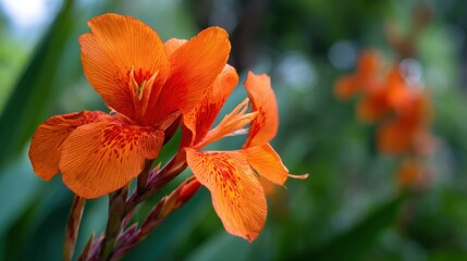 Bright orange flowers capture attention in a verdant garden under the warm afternoon sun. Their striking petals add vibrant color to the surrounding greenery.