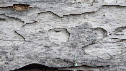 Termite Damaged Wood