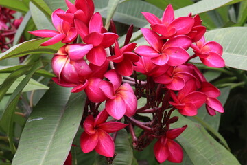 frangipani flower plant on farm