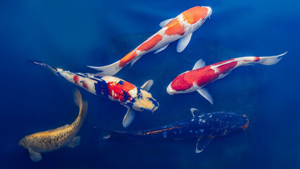A School of Japanese Colorful Fancy Carp in a Pond at Tenju-an temple with beautiful foliage in autumn in Kyoto, Japan