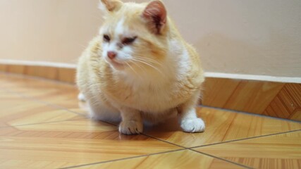 Cat in a home setting experiencing a coughing fit while trying to expel a hairball. Concept of pet health, cat care, common feline behavior, and domestic animal grooming issues