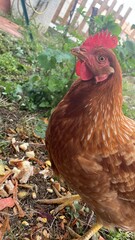 free range chicken