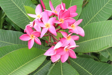 frangipani flower plant on farm