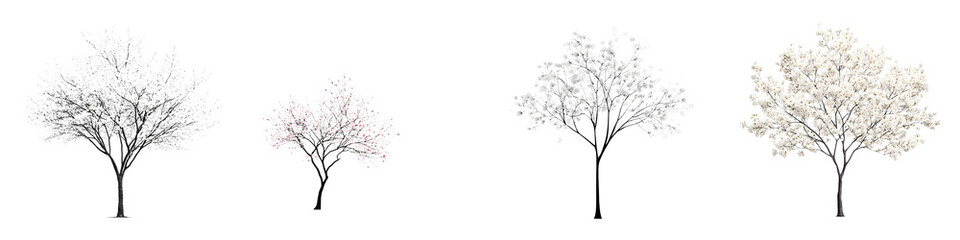 Tree Silhouette Growth Stages: Bare to Full Bloom on White Background