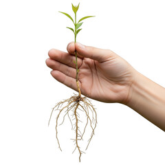 Human hand gently holding a young plant with extensive root system isolated on transparent background