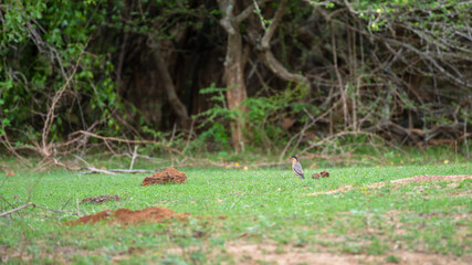 Obraz premium Brahminy starling perches on green grassy floor at Yala National Park, Sri Lanka.