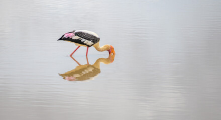 Painted stork fishing in shallow water with its beak submerged. The bird and its reflection on the...