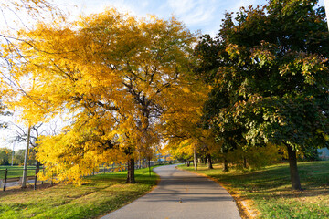 Obraz premium Autumn nature in city park with scenic pathway. Seasonal fall landscape. Park autumn path nature. Scenic fall. City park in autumn. Autumn landscape with lawn. Fall nature landscape