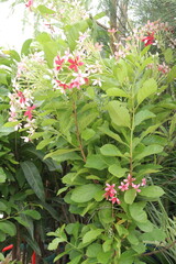 Combretum indicum flower tree plant on garden