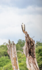 White-bellied sea eagle stands on top of a dead tree at Yala National Park, Sri Lanka. The bird...