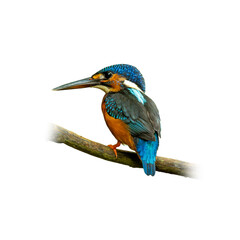 Blue-eared Kingfisher perched on a branch, showcasing its vivid blue crown and wings, rich orange underparts, and sharp black beak on a clean white background.