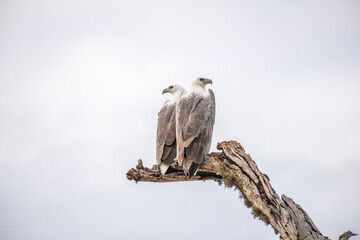 Two white-bellied sea eagles perch closely on a dead tree at Yala National Park, Sri Lanka. They...