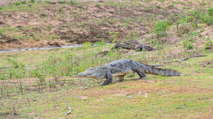 A large mugger crocodile walks on the grassy ground towards a water body at Yala National Park. 