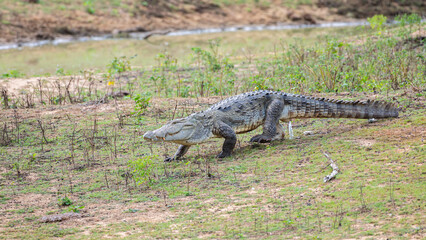 A mugger crocodile moves while urinating in the grass bank at Yala National Park, Sri Lanka. 