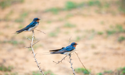 A pair of barn swallow birds perched on a dry thorny branch at Yala National Park, Sri Lanka. 