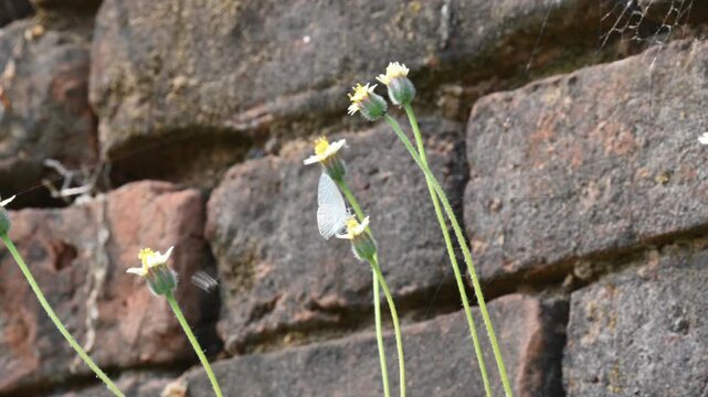 Catochrysops strabo butterfly sitting on the flower. The&nbsp;forget me not is a small butterfly found in Asia that belongs to the&nbsp;lycaenidae aur blues&nbsp;family. Tridax procumbens flower. 
