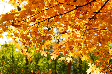 Autumn nature forest. Orange and yellow fall leaves. Fall season colors. Nature in autumn. Fall weather outdoor. Leaves in autumn nature forest. Fallen leaves. Forest walk