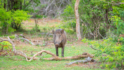A wild boar stands near a fallen tree branch, staring directly at the camera at Yala National Park,...
