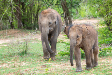 Fototapeta premium A playful calf and a juvenile elephant walk together in their natural habitat. 