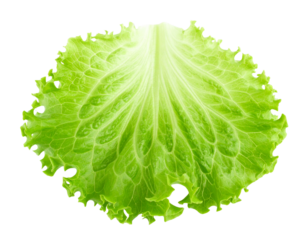 Fresh Green Leaf Lettuce with Curled Edges, Top-Down View, isolated on transparent background PNG